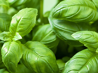 Basil image