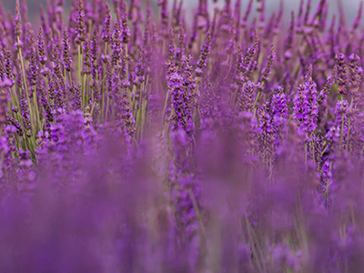 lavender image
