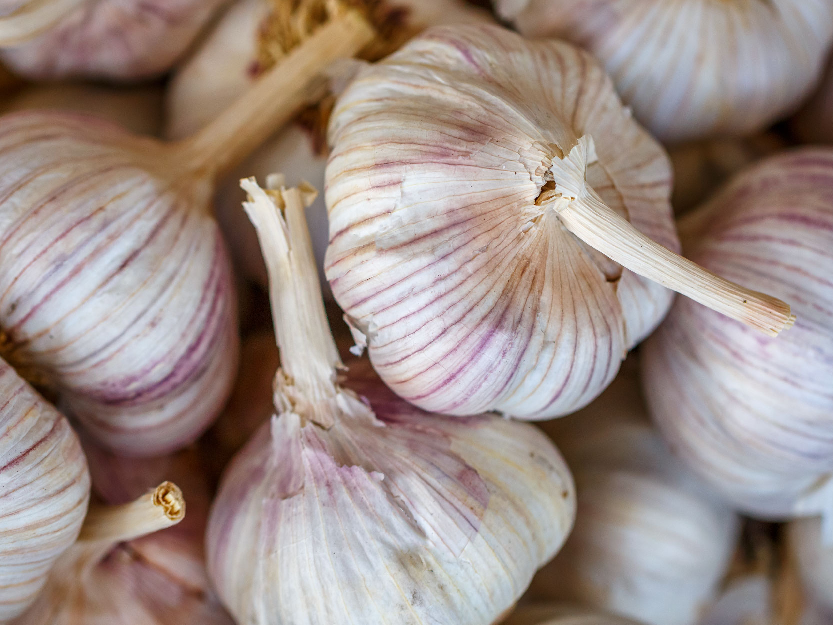 Garlic bulb - mobile.jpg