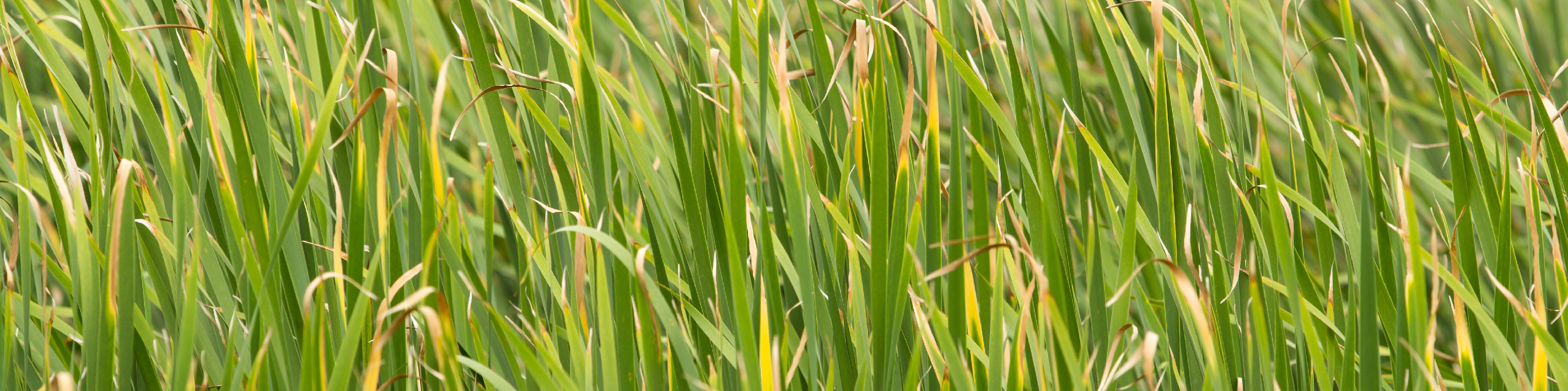 Serenity Stick Product Page images_vetiver - desktop.jpg