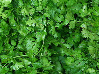 400x300-cilantro-mobile.jpg