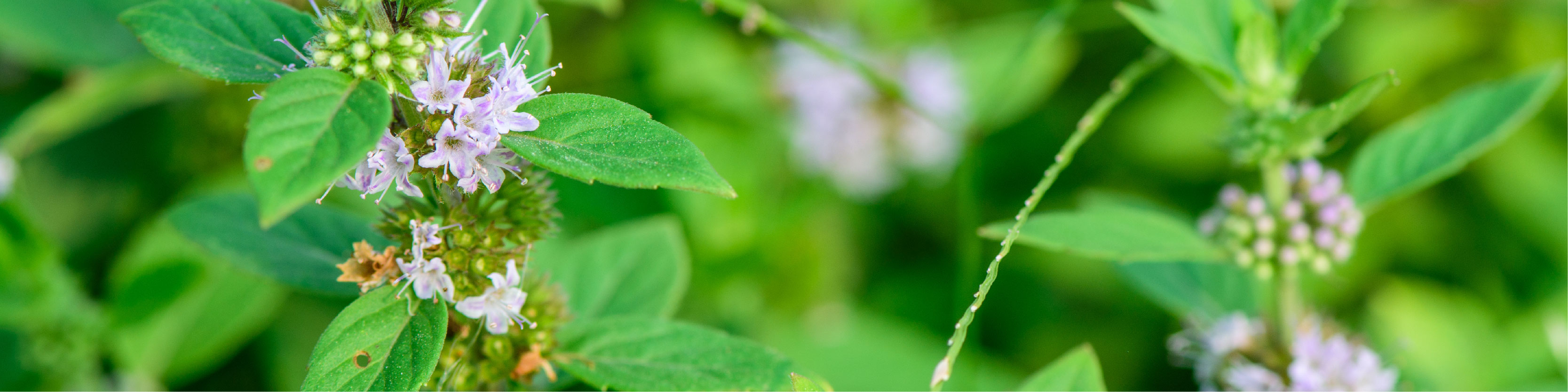 Microplex VMz Vegan Ingredients_Peppermint Desktop.jpg