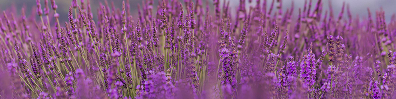 Lavender Essential Oil image