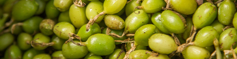 Cardamom Essential Oil image