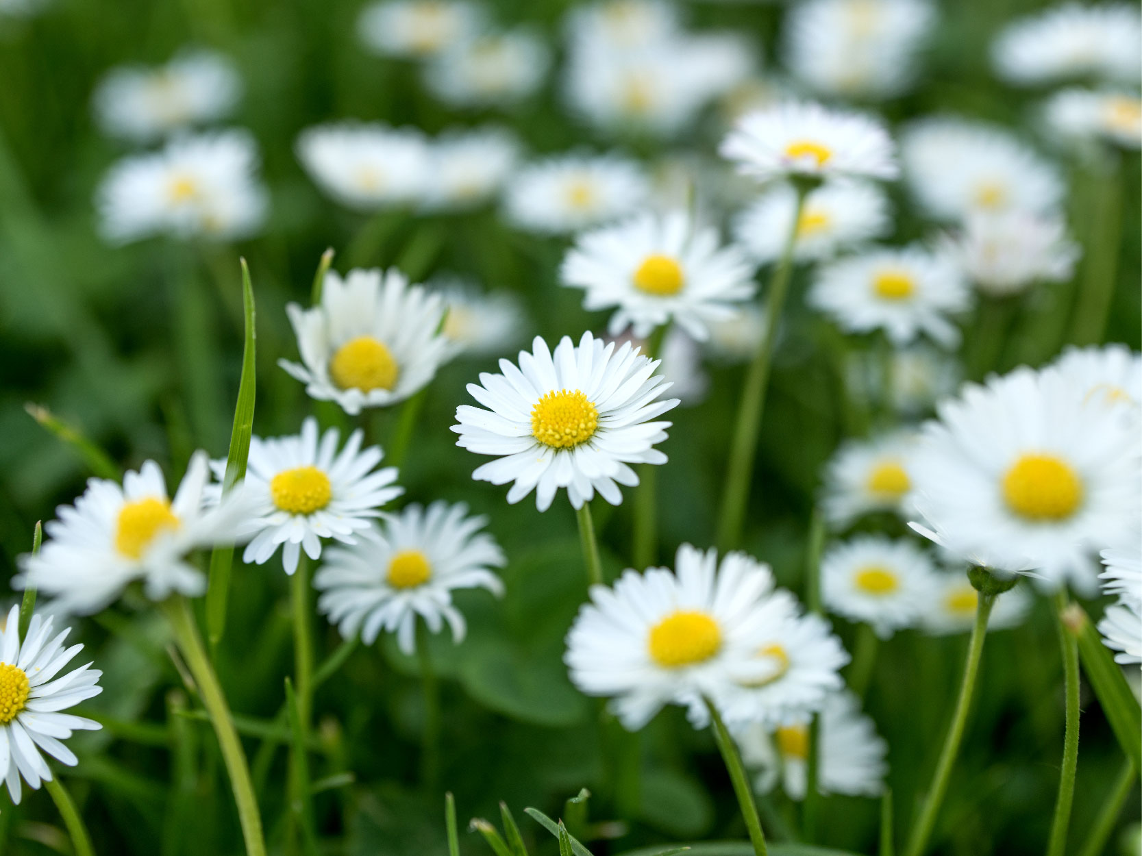 Daisy Extract_Mobile.jpg