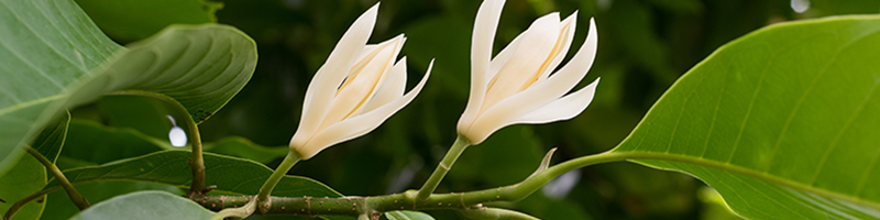 Magnolia Leaf Essential Oil image