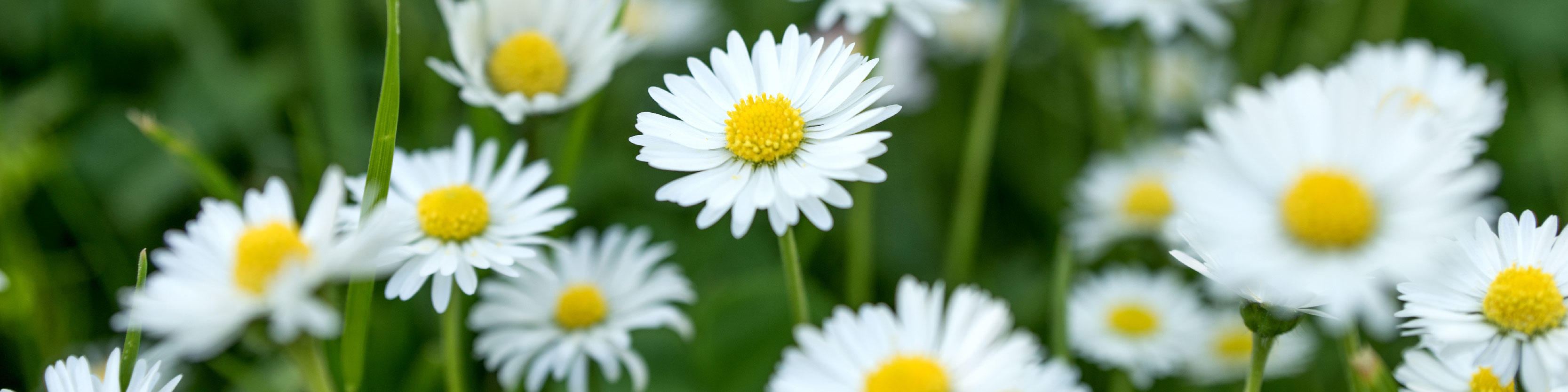 Daisy Extract_Desktop.jpg