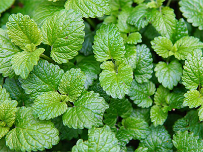 Peppermint leaves
