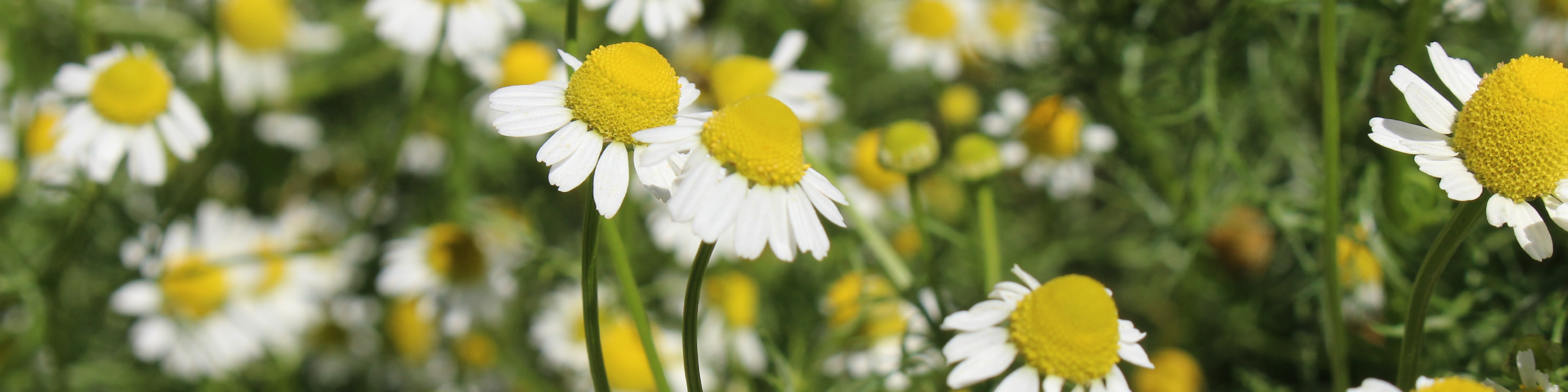 Serenity Stick Product Page images_roman chamomile - desktop .jpg