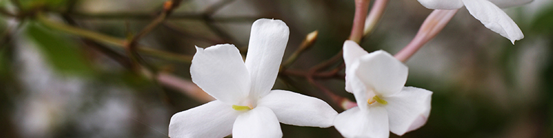 Jasmine Extract  image