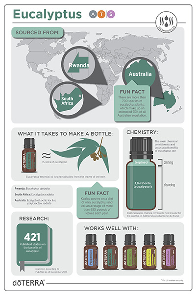 Eucalyptus Infographic 