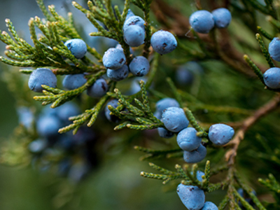 Juniper Berry image