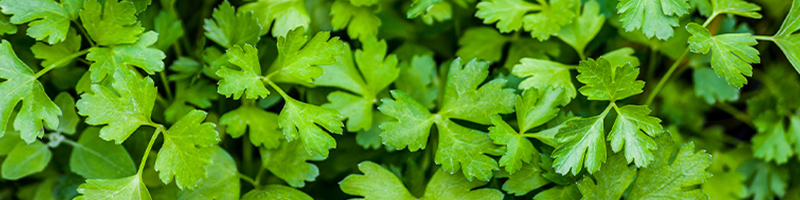 Cilantro image