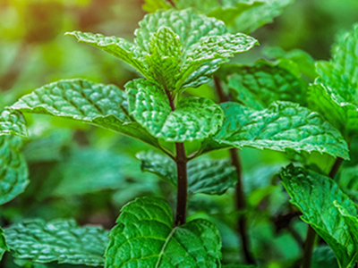 peppermint image