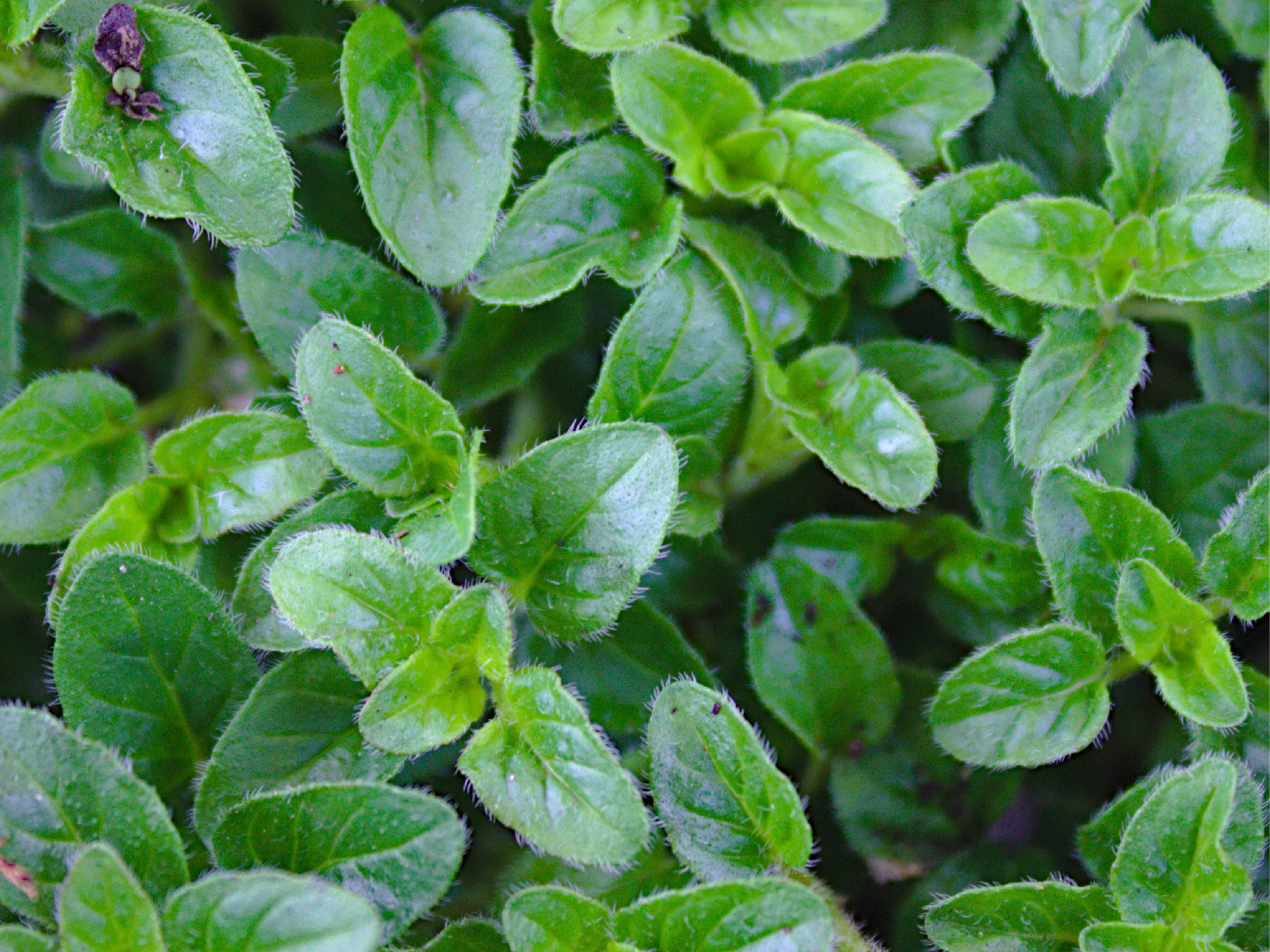 Serenity Stick Product Page images_marjoram - mobile.jpg