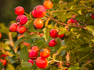 400x300-rosehip.jpg