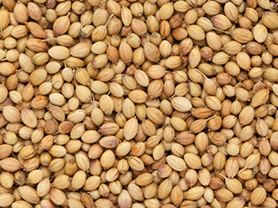 Coriander image