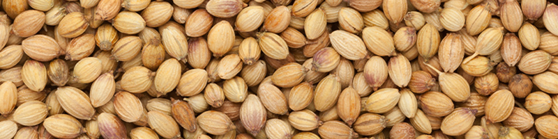 Coriander image