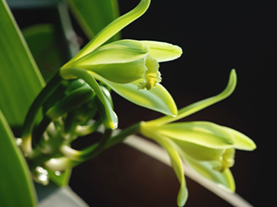 Vanilla Bean Absolute image