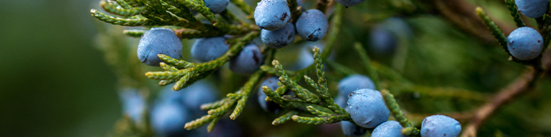 Juniper Berry image