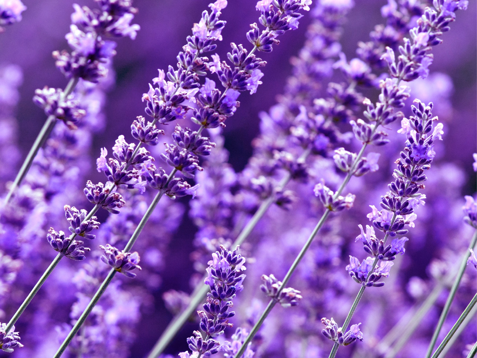 Serenity Stick Product Page images_lavender - mobile-.jpg