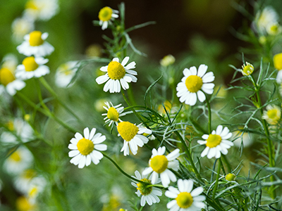 Roman Chamomile image