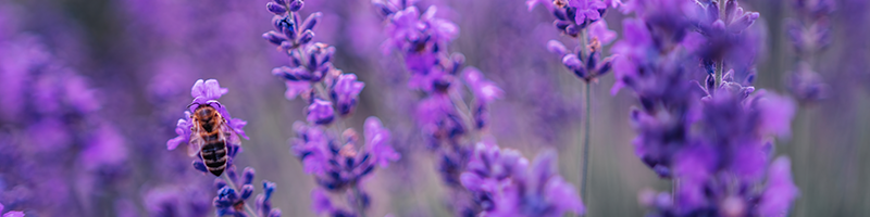 Lavandin_Desktop.png
