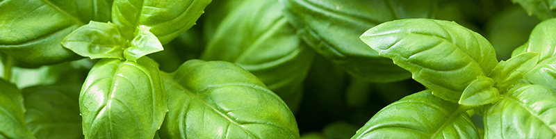 Basil  image