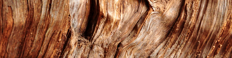 cedarwood image