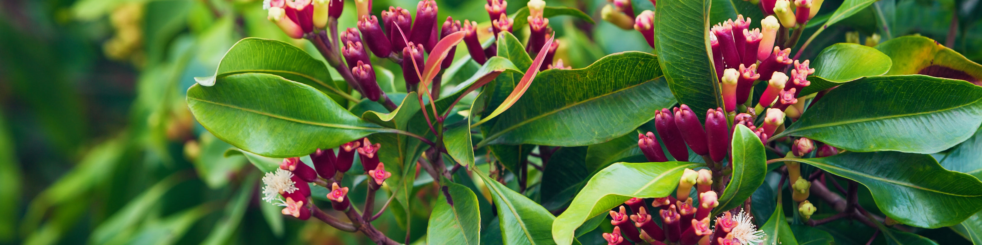 Clove flower - desktop.jpg