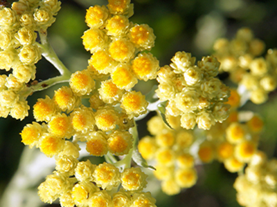 Helichrysum Essential Oil image
