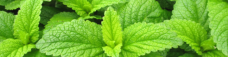 Peppermint image