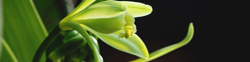 Vanilla Bean Absolute image