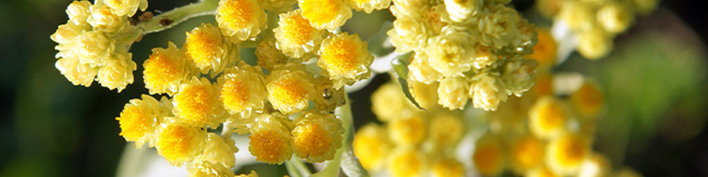 Helichrysum Essential Oil image
