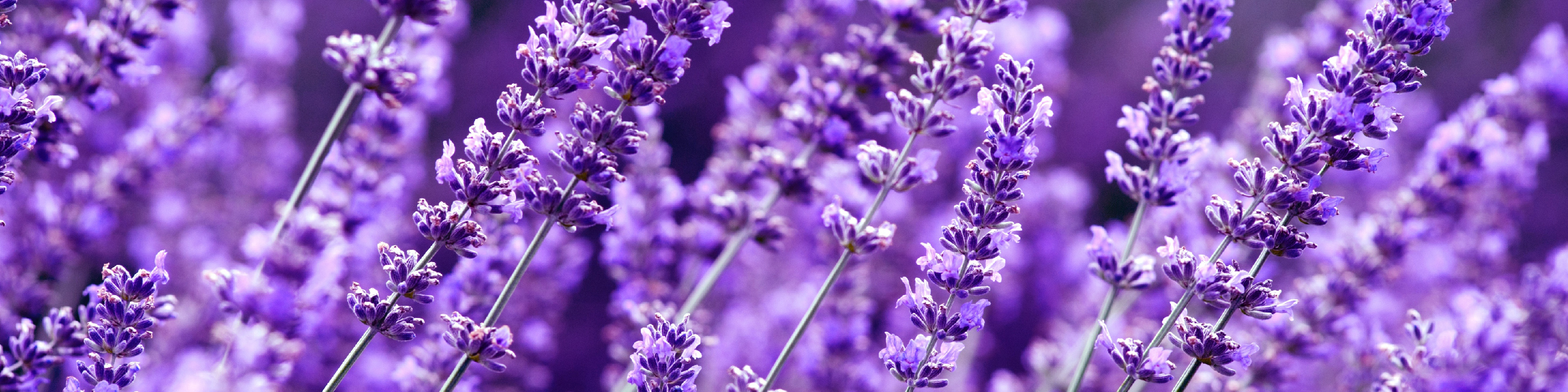 Serenity Stick Product Page images_lavender - desktop.jpg