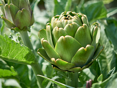 Artichoke Leaf_Mobile.png
