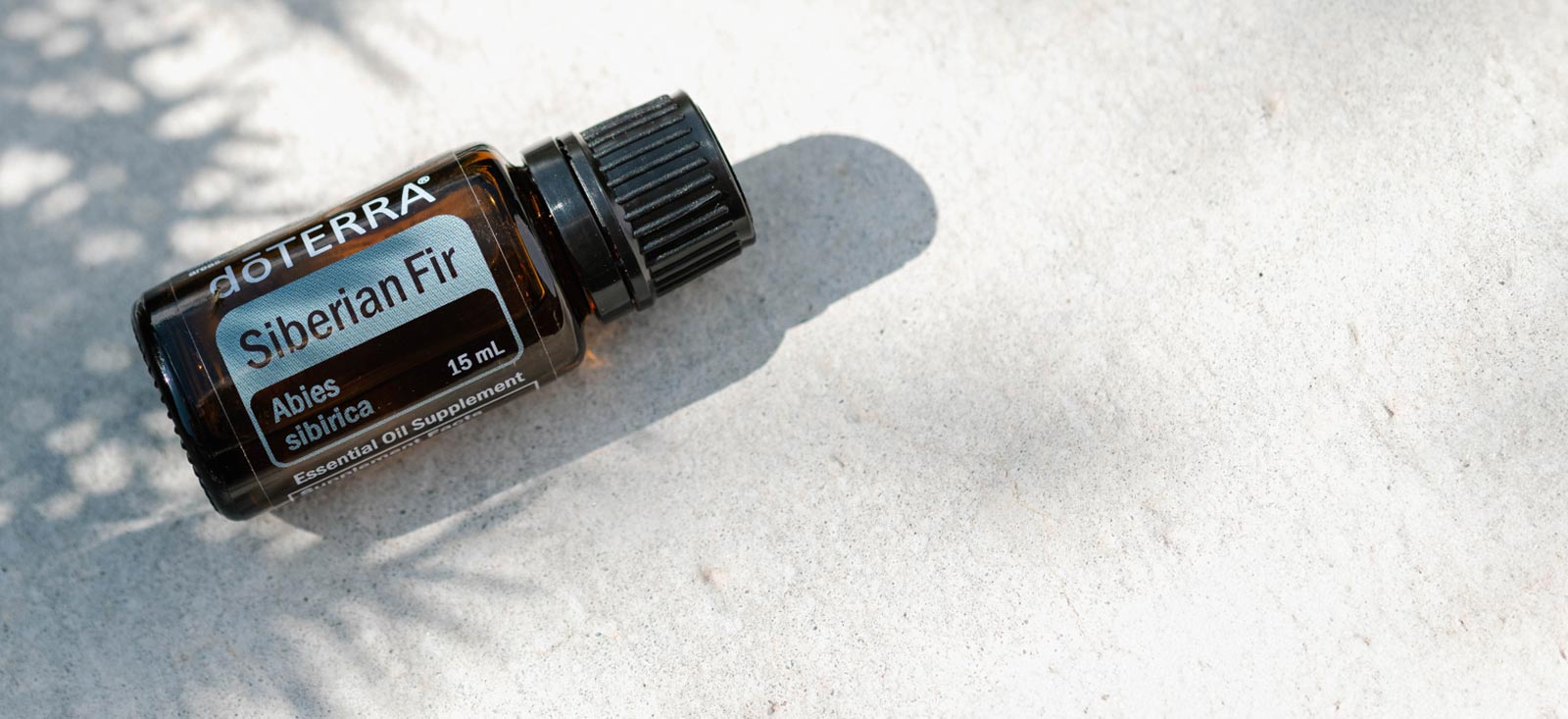 siberian firs header image