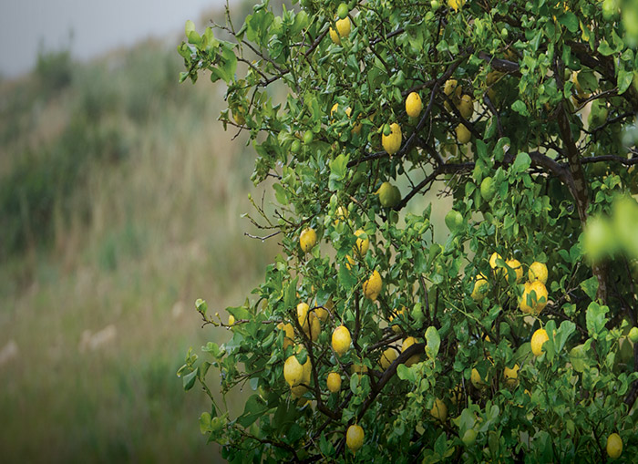 Lemon Tree Image