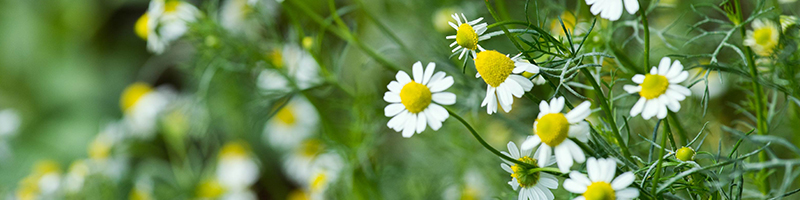 Roman Chamomile image