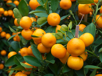 wild orange image