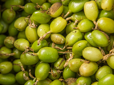 Cardamom Essential Oil image