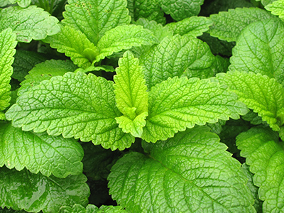 Peppermint image