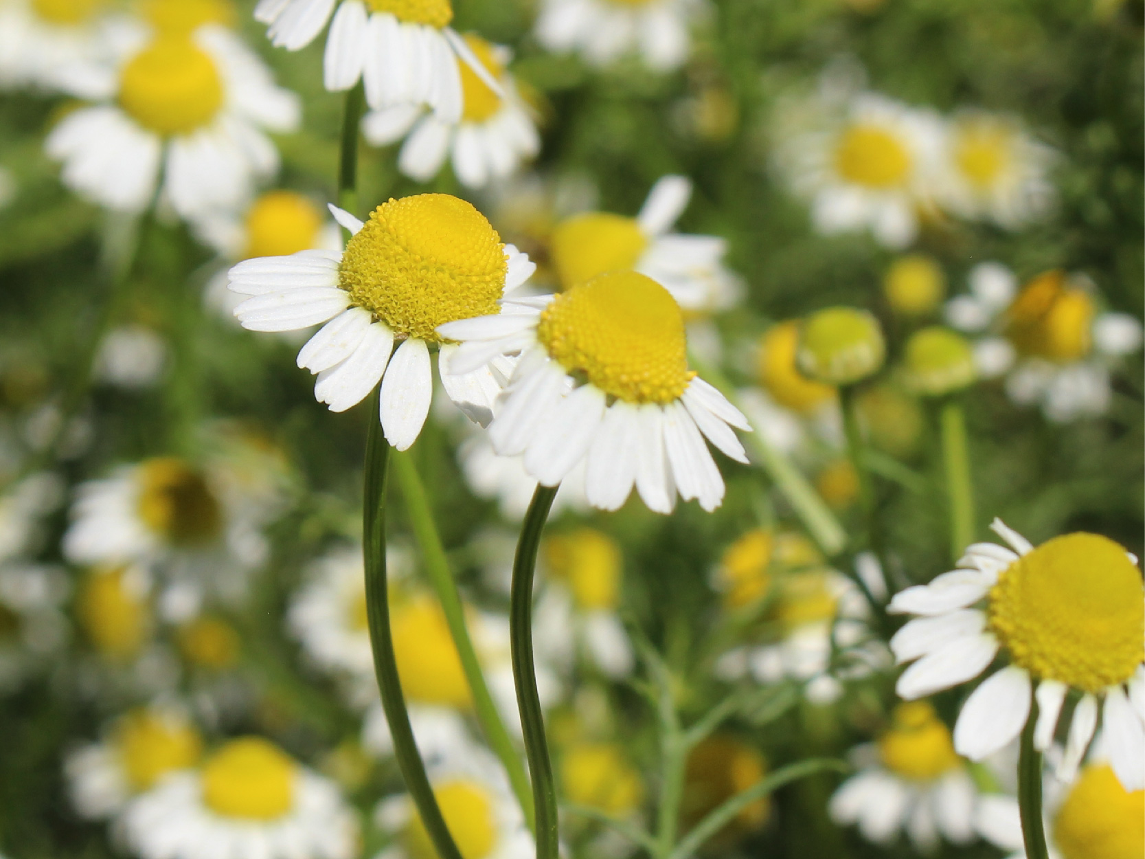 Serenity Stick Product Page images_roman chamomile - mobile.jpg