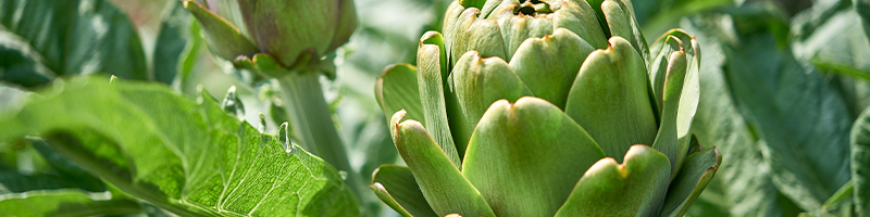 Artichoke Leaf_Desktop.png