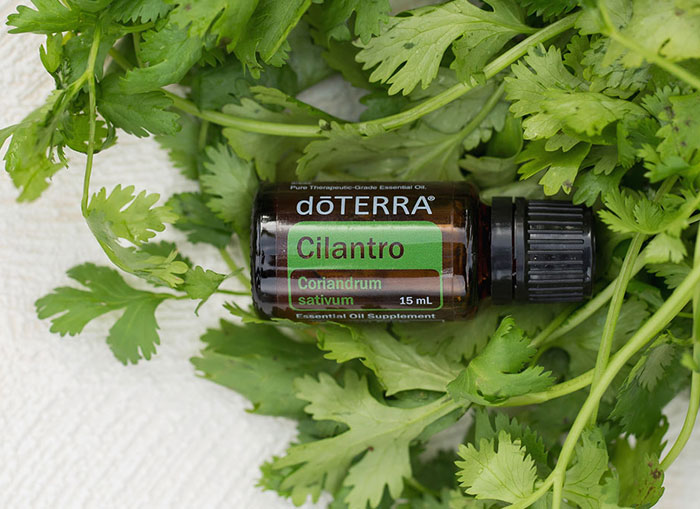 doTERRA Cilantro essential oil placed on a bed of fresh cilantro leaves. 