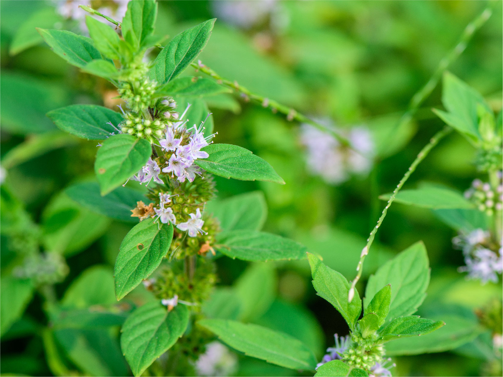 Microplex VMz Vegan Ingredients_Peppermint Mobile.jpg