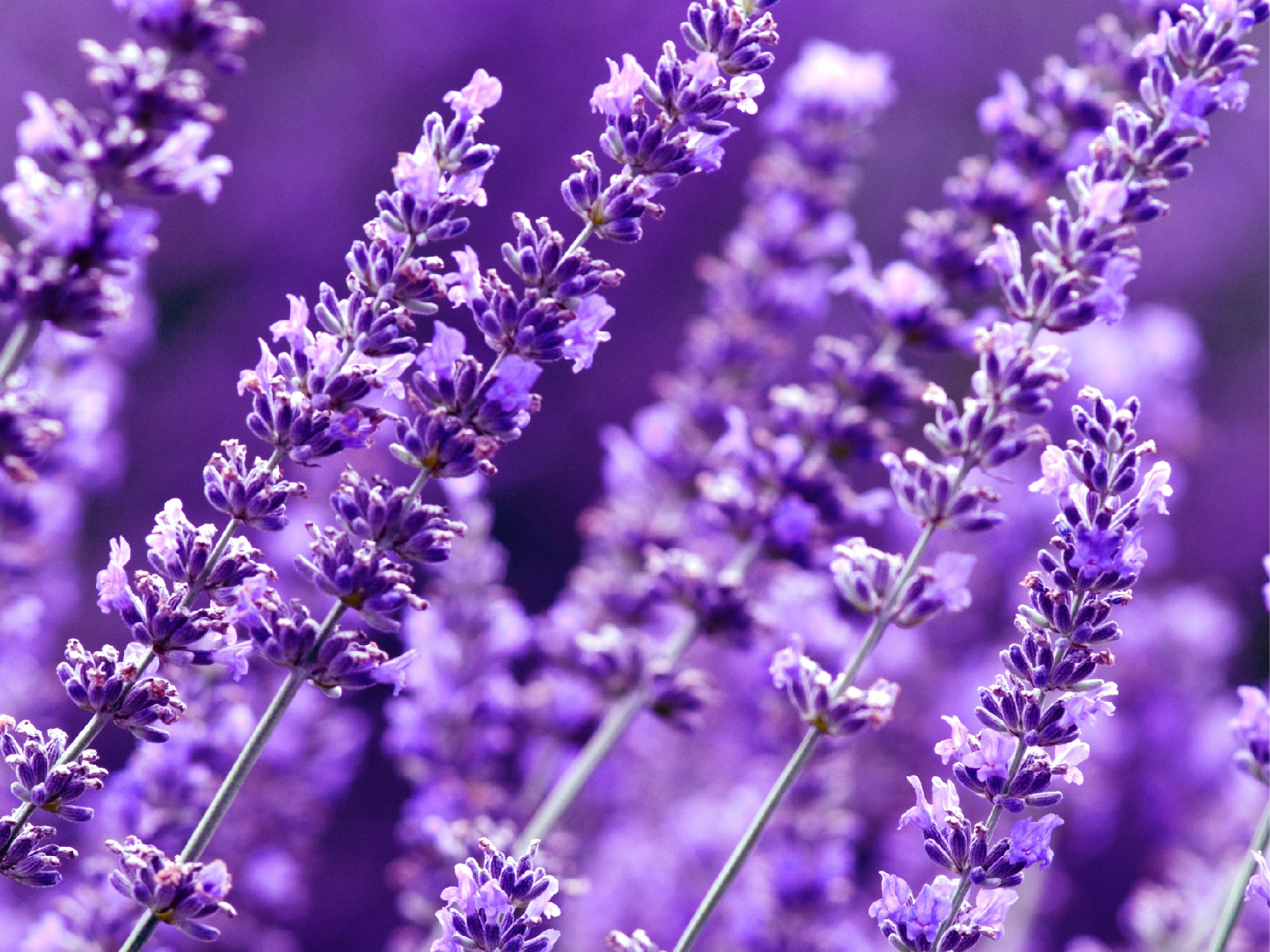 TriEase Product Page Images_lavender - mobile.jpg