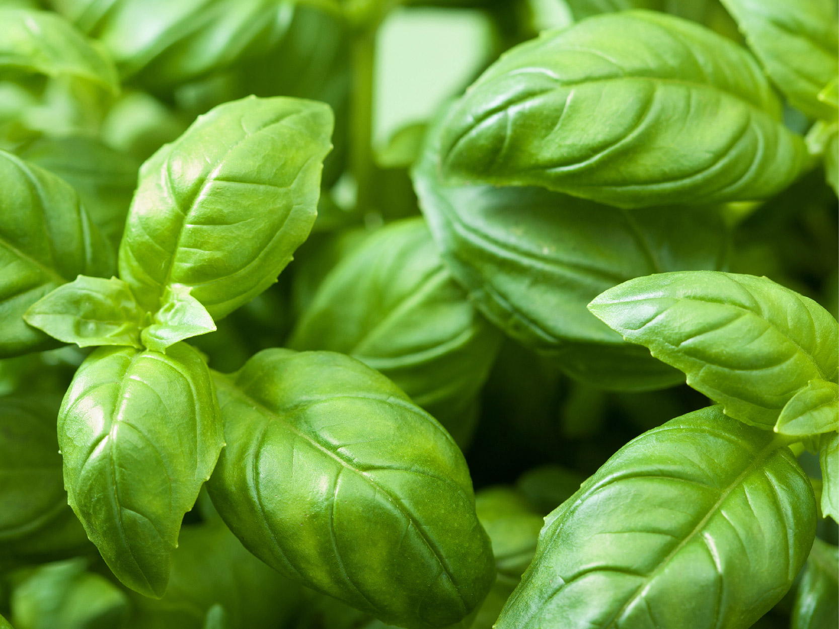 Aromatouch 15mL_basil - mobile.jpg