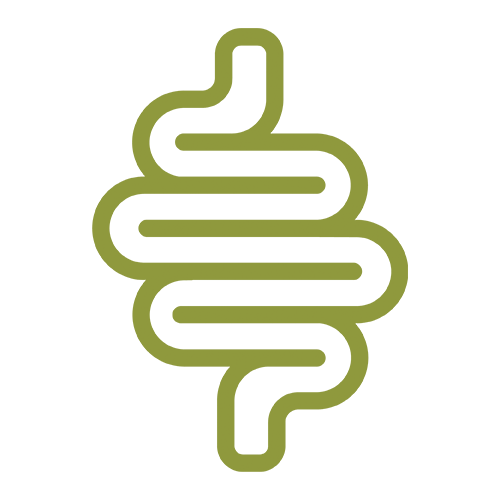 Digestive System icon