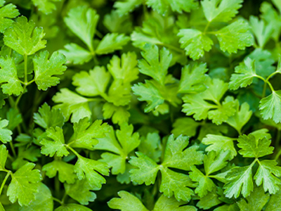 Cilantro  image